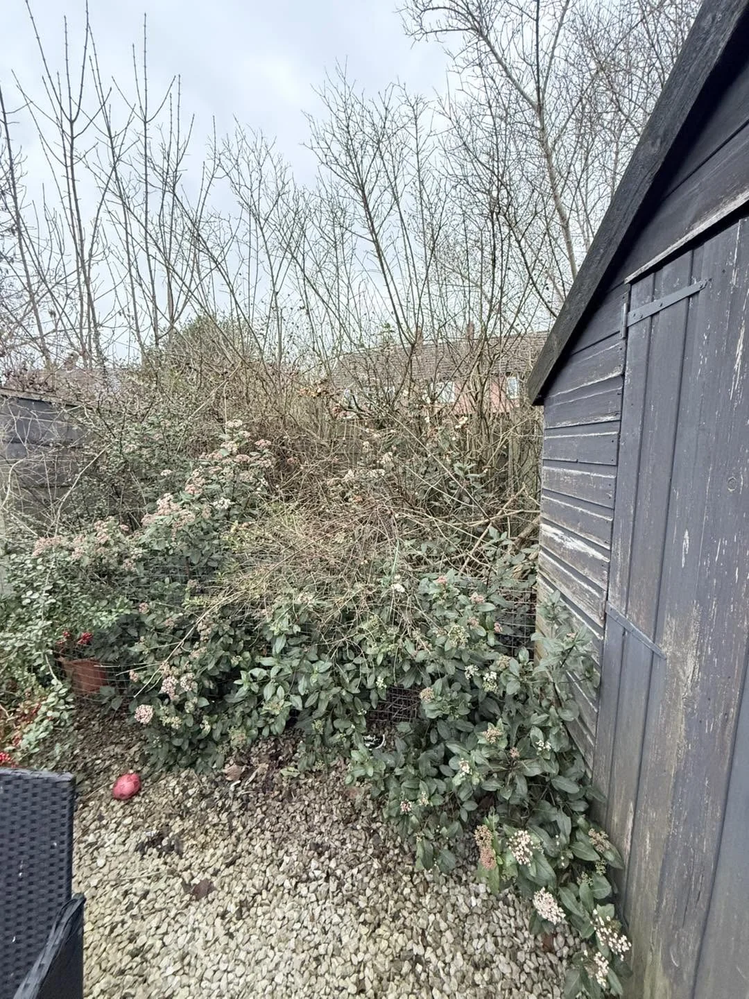 Before clearance: dense shrubs and overgrowth beside the same timber shed