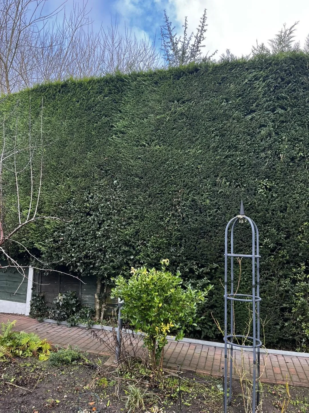 A sharply trimmed tall green hedge beside a garden path